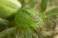 Sparassidae (Sparasses)